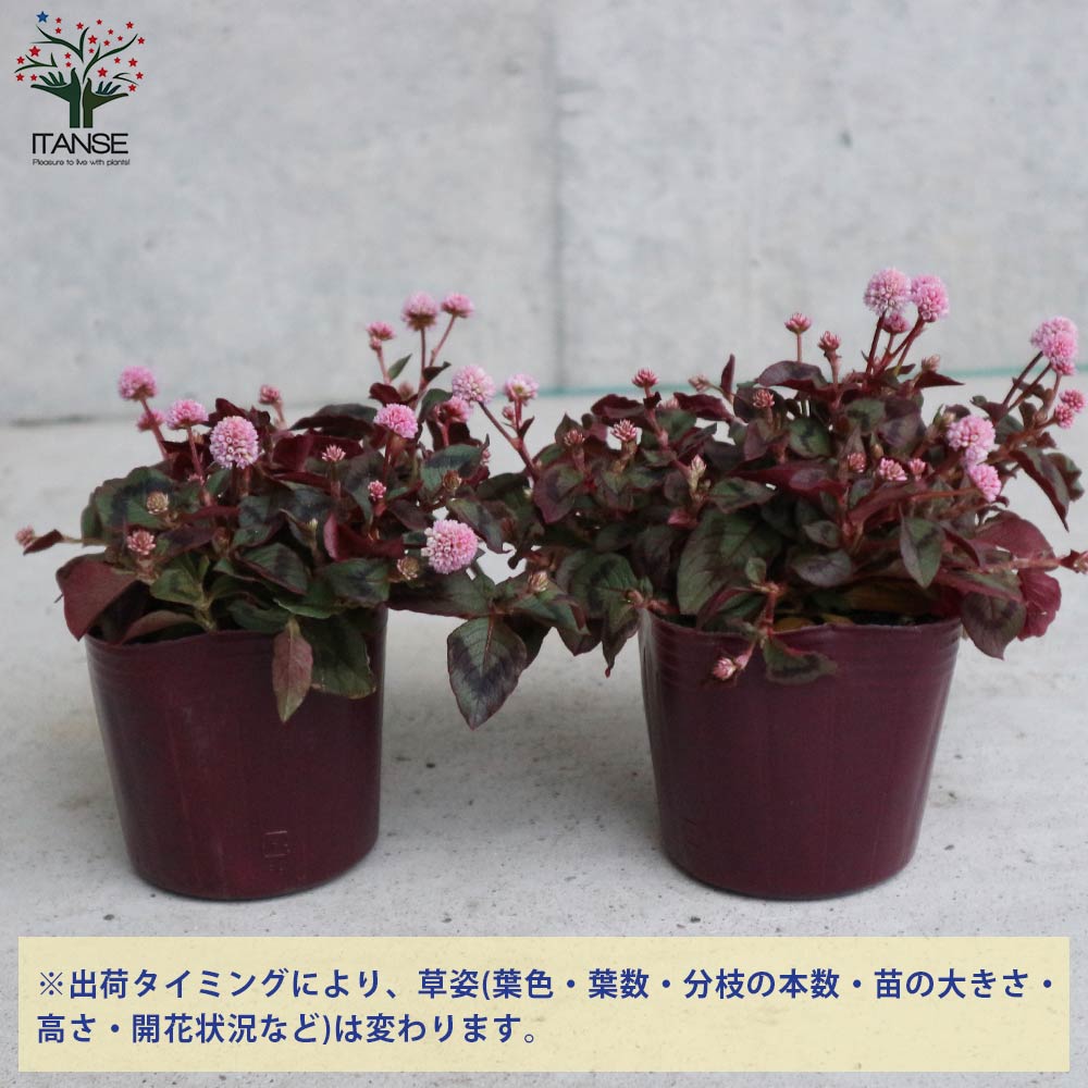 ポリゴナム (ヒメツルソバ)【花苗 3号ポット苗 グランドカバー苗