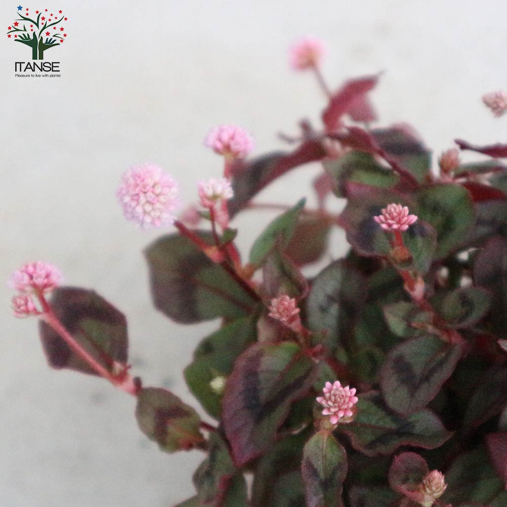 ポリゴナム (ヒメツルソバ)【花苗 3号ポット苗 グランドカバー苗