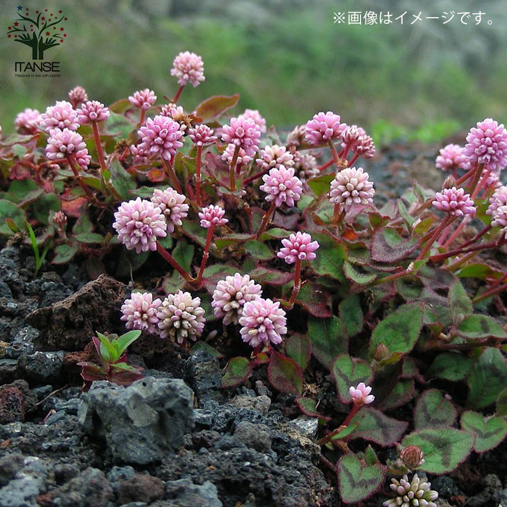 ポリゴナム (ヒメツルソバ)【花苗 3号ポット苗 グランドカバー苗