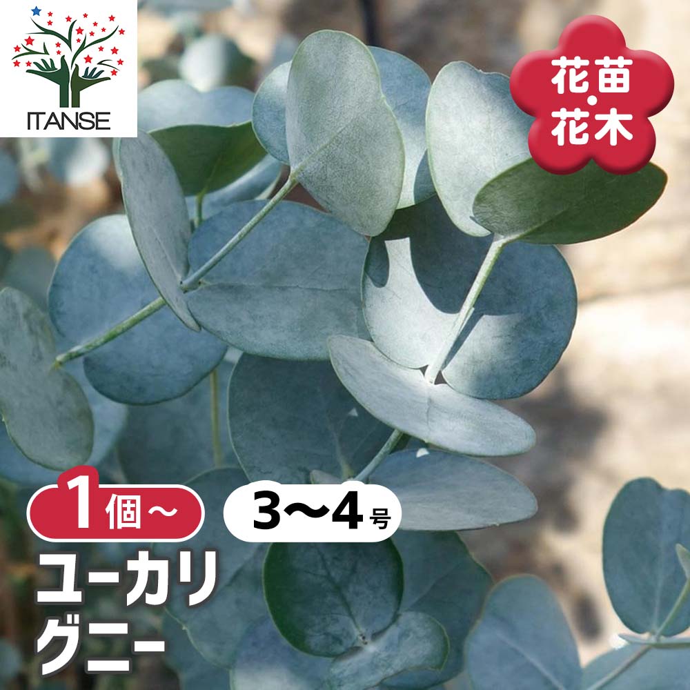 ユーカリ グニー【花苗3～4号ポット苗】｜ 【植物のITANSE】全品
