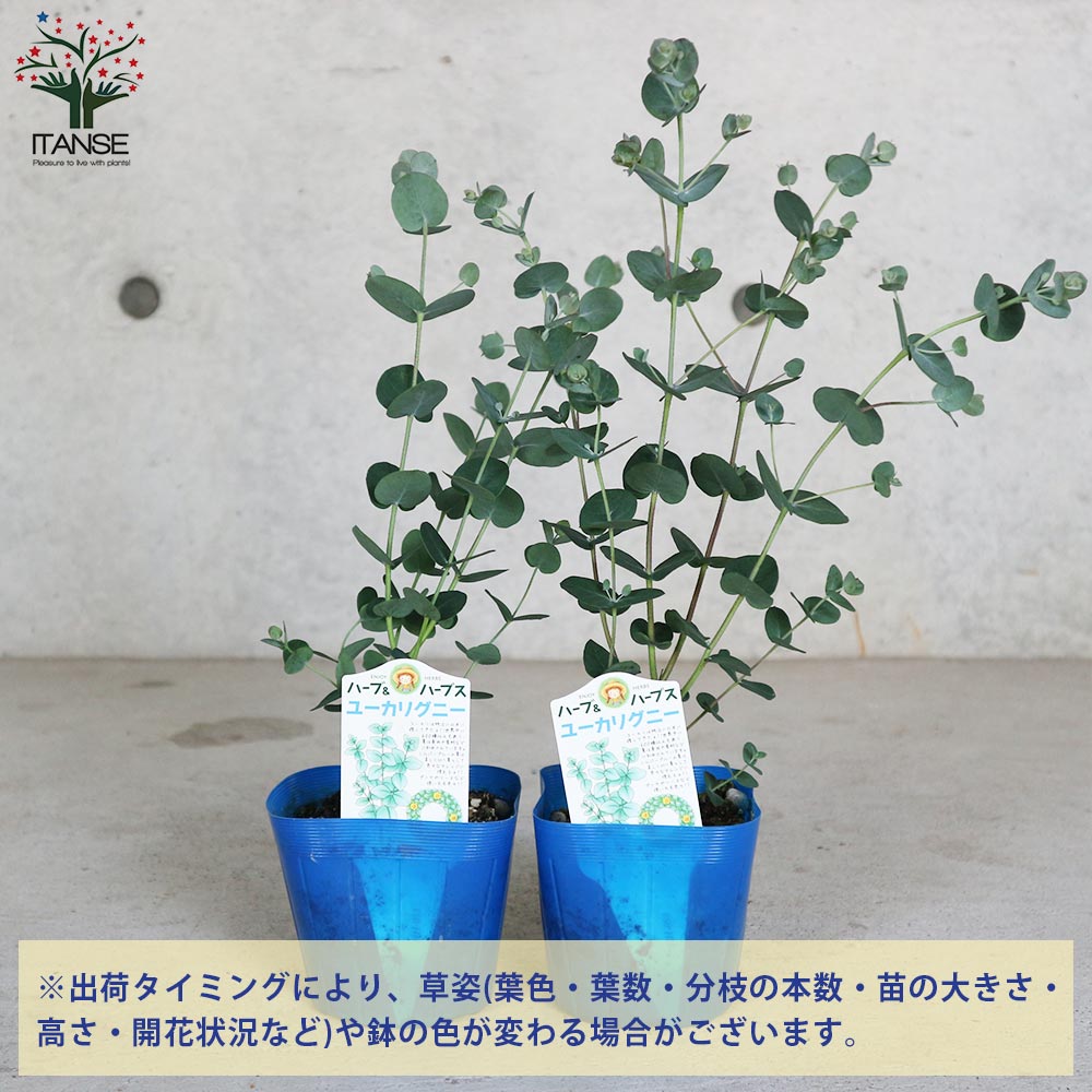 ユーカリ グニー【花苗3.5号ポット苗】｜ 【植物のITANSE】全品