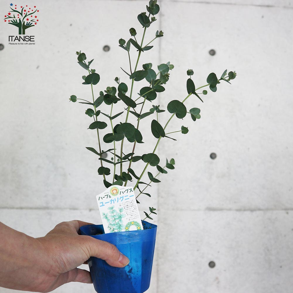 ユーカリ グニー【花苗3.5号ポット苗】｜ 【植物のITANSE】全品
