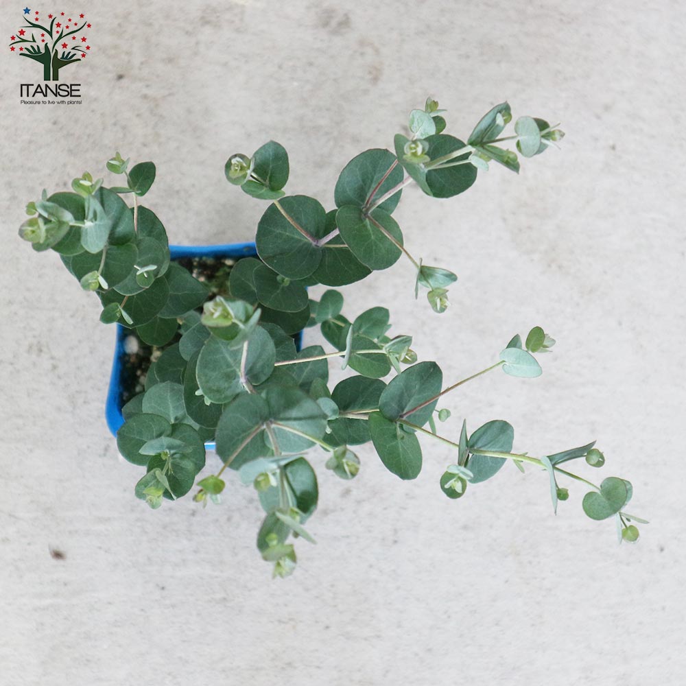 ユーカリ グニー【花苗3.5号ポット苗】｜ 【植物のITANSE】全品