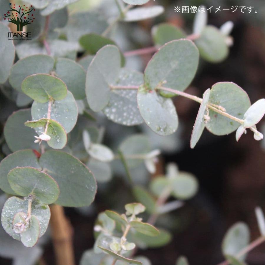 ユーカリ グニー【花苗3.5号ポット苗】｜ 【植物のITANSE】全品