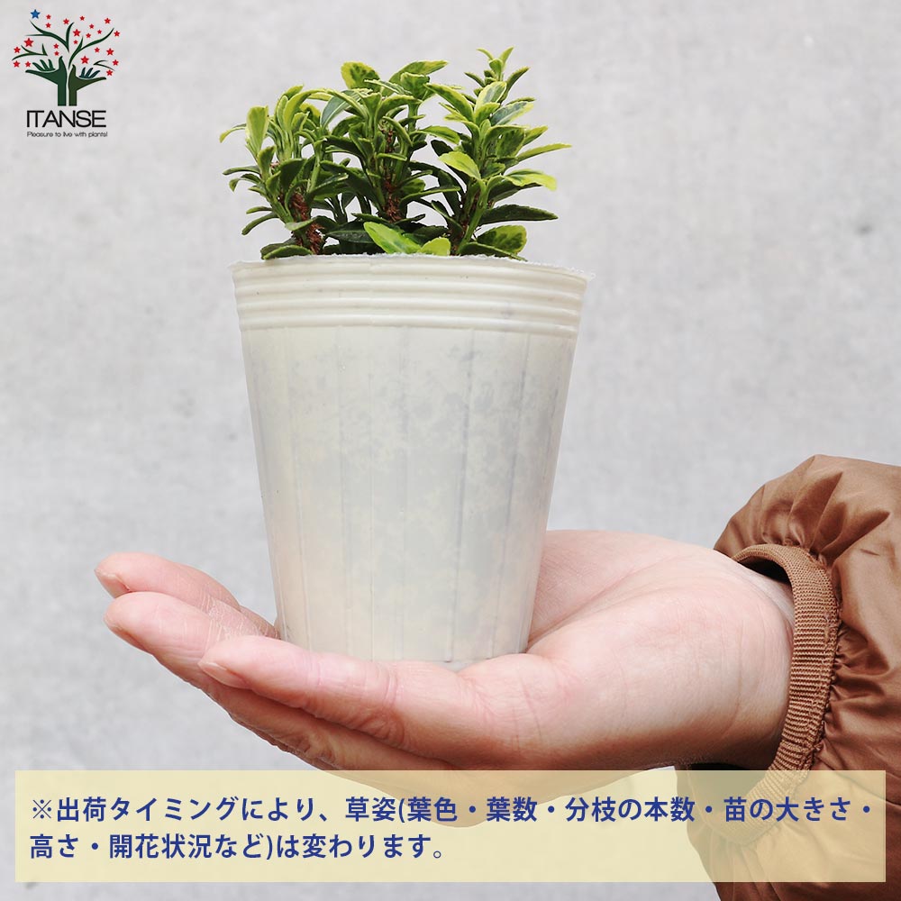 姫マサキ 斑入葉【庭木 2.5号ポット】｜ 【植物のITANSE】全品