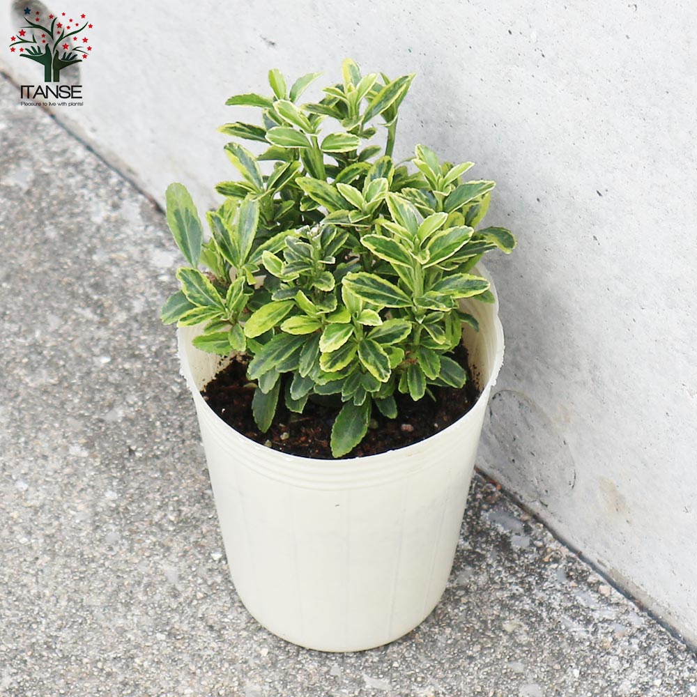 植物地獄様　レイヴン / マクラータ斑入り　葉挿し1枚 新作 植物地獄様 レイヴン / マクラータ斑入り 葉挿し1枚 その他