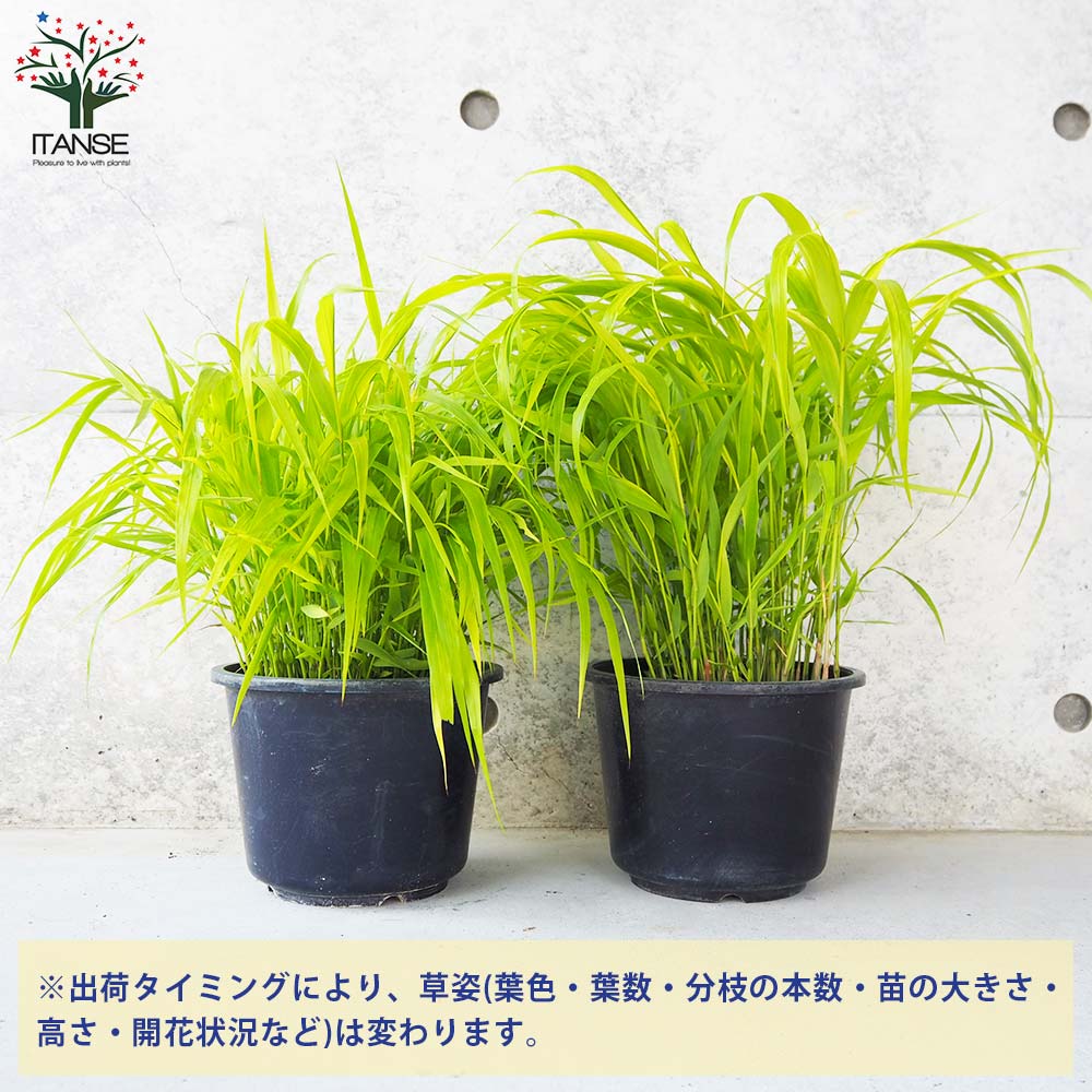 黄金風知草(オウゴンフウチソウ)【花苗 6号鉢】｜ 【植物の