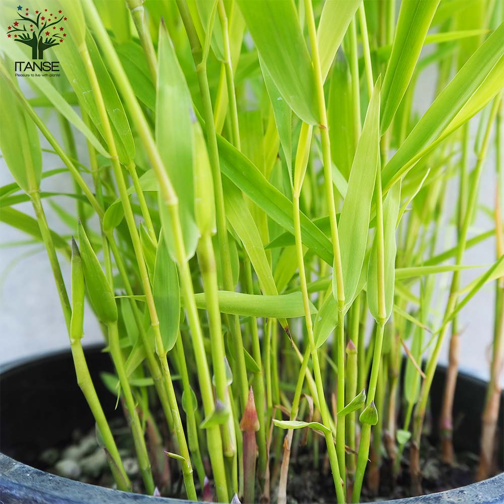 黄金風知草(オウゴンフウチソウ)【花苗 6号鉢】｜ 【植物の