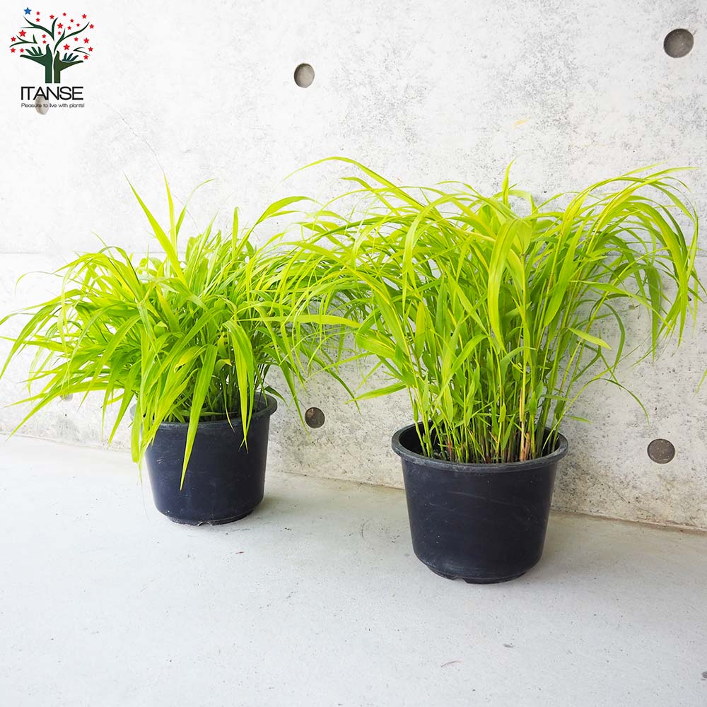 黄金風知草(オウゴンフウチソウ)【花苗 6号鉢】｜ 【植物の