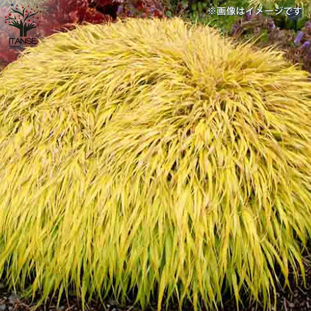 黄金風知草(オウゴンフウチソウ)【花苗 6号鉢】｜ 【植物の