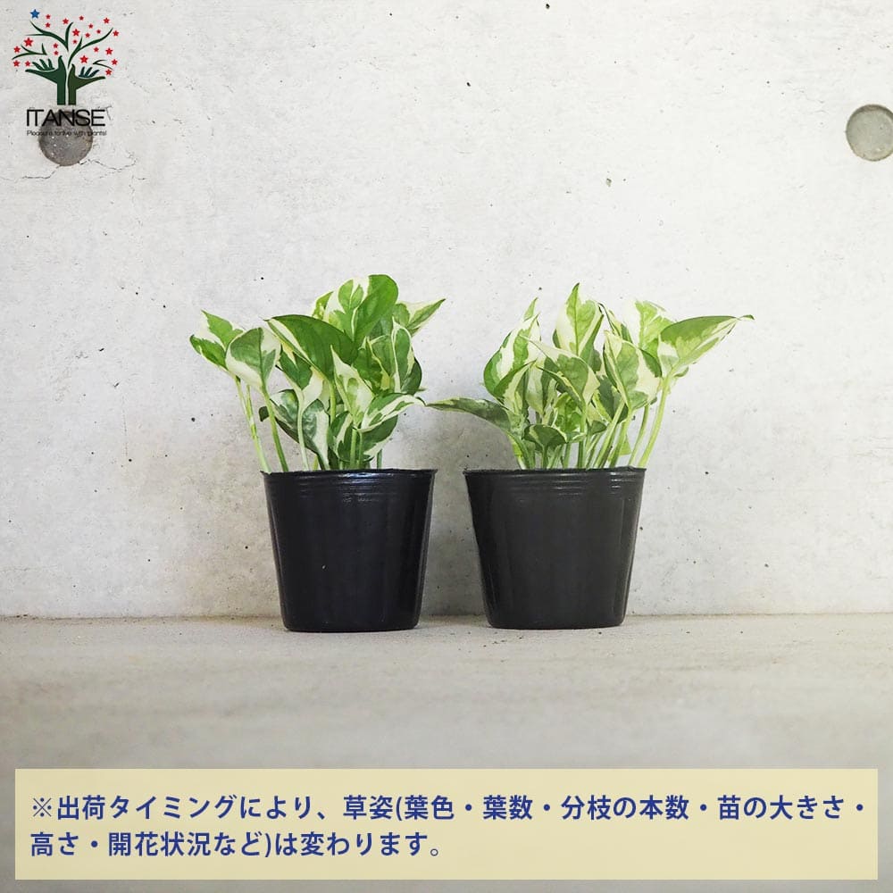 ポトス エンジョイ【観葉植物 3号ポット】