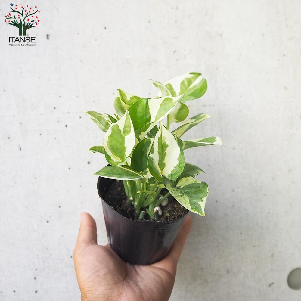 ポトス エンジョイ【観葉植物 3号ポット】