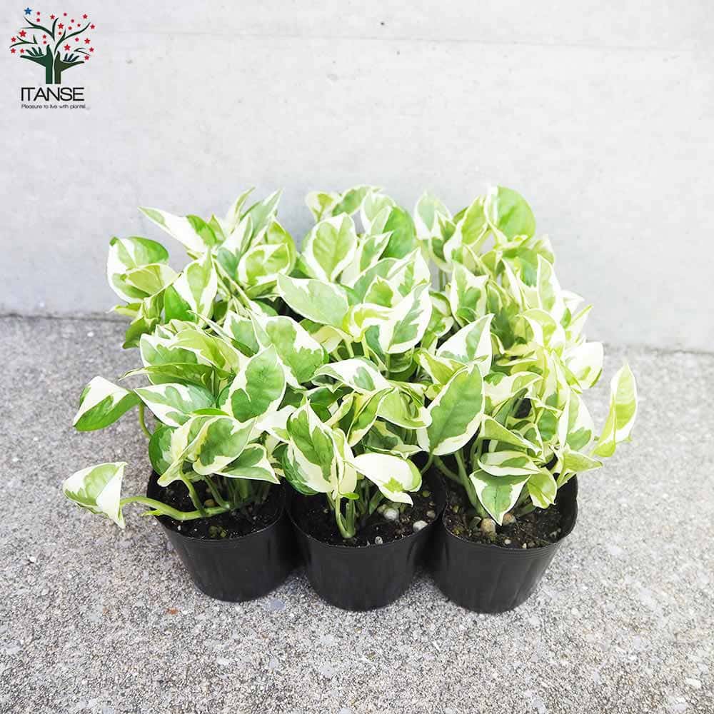 ポトス エンジョイ【観葉植物 3号ポット】｜ 【植物の