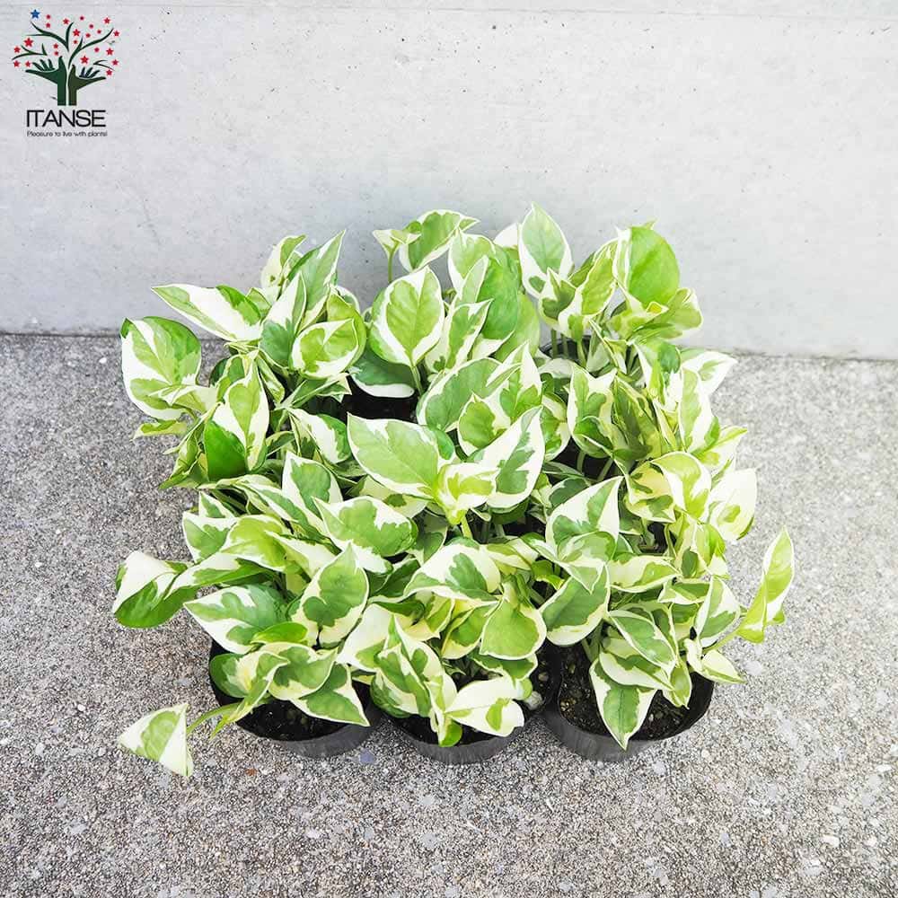 ポトス エンジョイ【観葉植物 3号ポット】