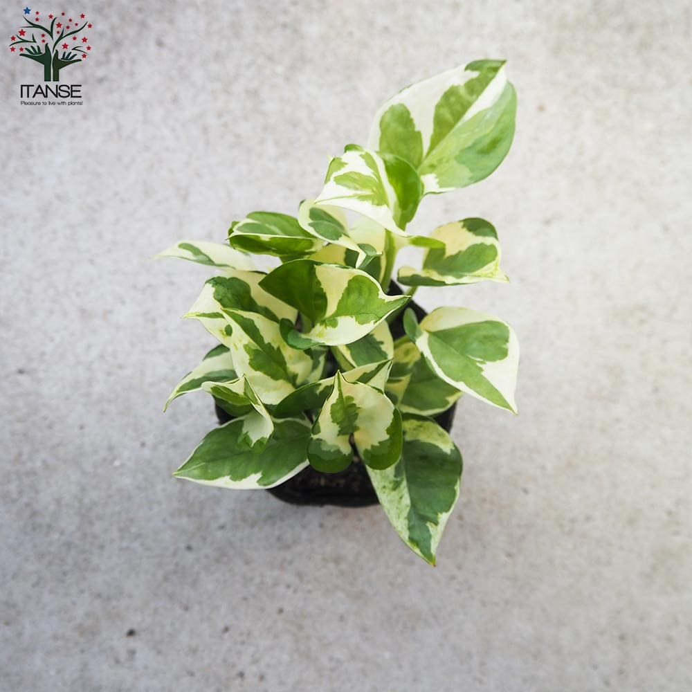 モカポトスページ ポトス – 観葉植物専門店プランチュ