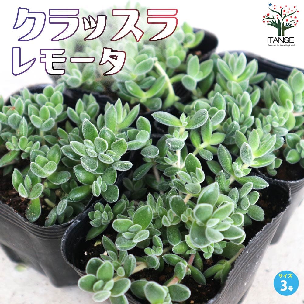 クラッスラ レモータ【多肉植物 3号ポット】｜ 【植物のITANSE
