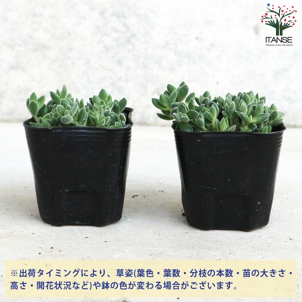 クラッスラ レモータ【多肉植物 3号ポット】｜ 【植物のITANSE