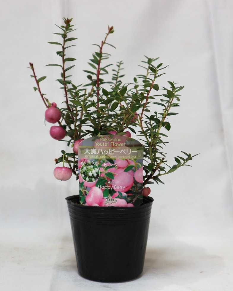 Itanse良品ｾﾚｸﾄ通販