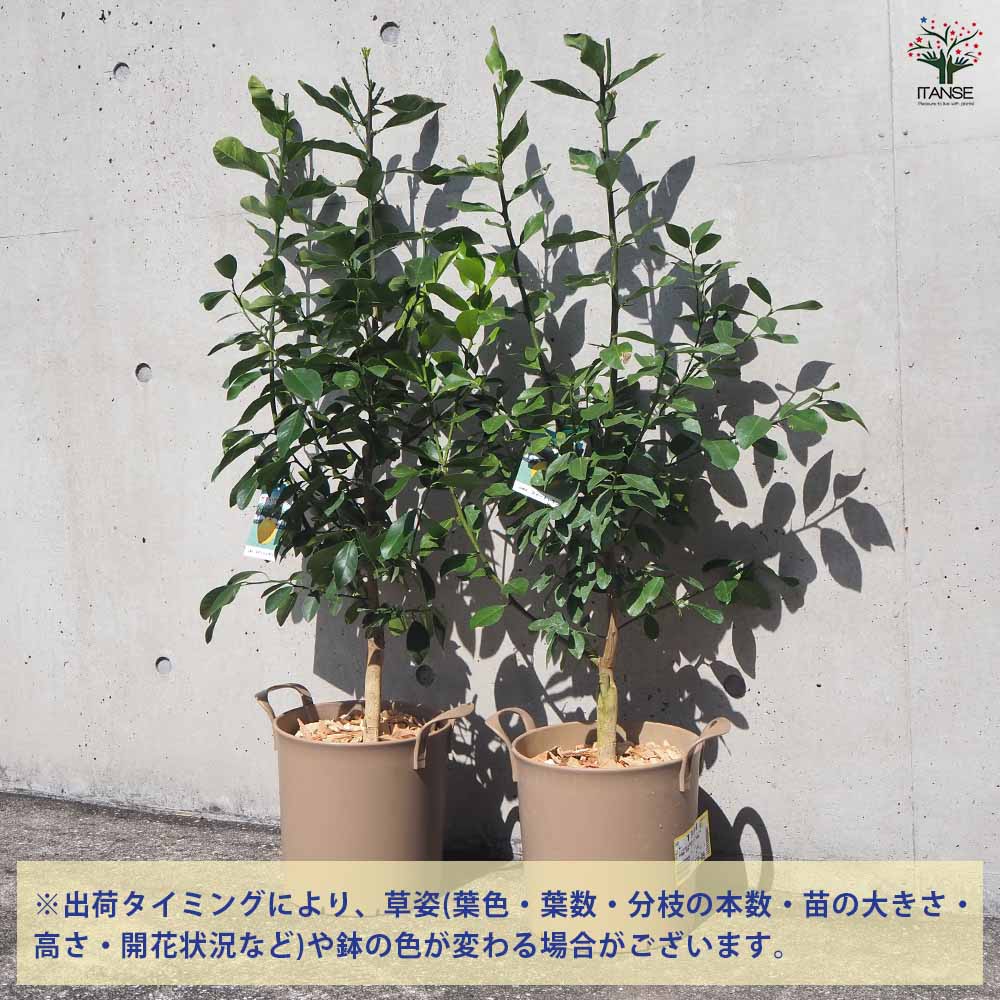 スイートレモネード 【果樹の苗木 8号鉢／1個売り】｜ 【植物の