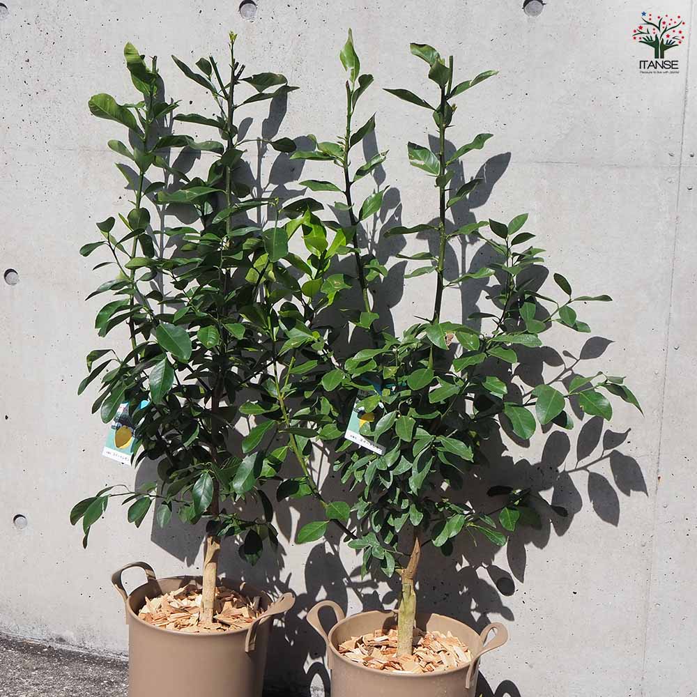 スイートレモネード 【果樹の苗木 8号鉢／1個売り】｜ 【植物の