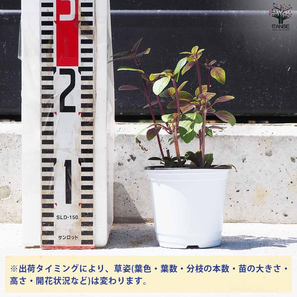 バジル マジックマウンテン 2個～【ハーブの苗 10.5cm鉢】