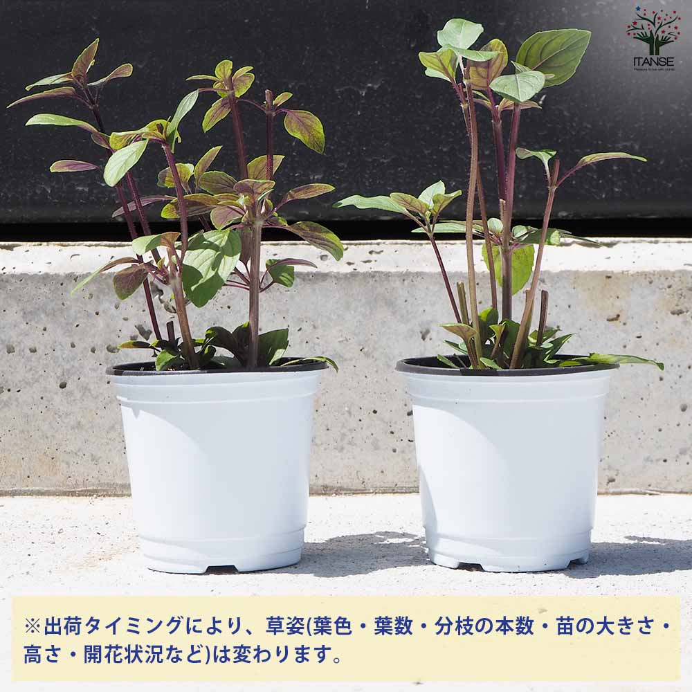 珍しいバジルとなすの苗6本セット バジル｜【植物のITANSE】全品送料無料・即出荷!