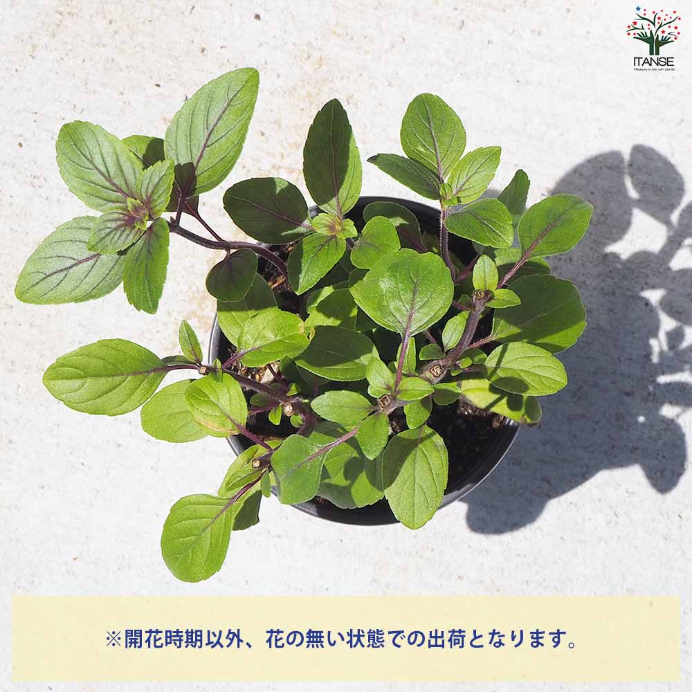 バジル マジックマウンテン 2個～【ハーブの苗 10.5cm鉢】