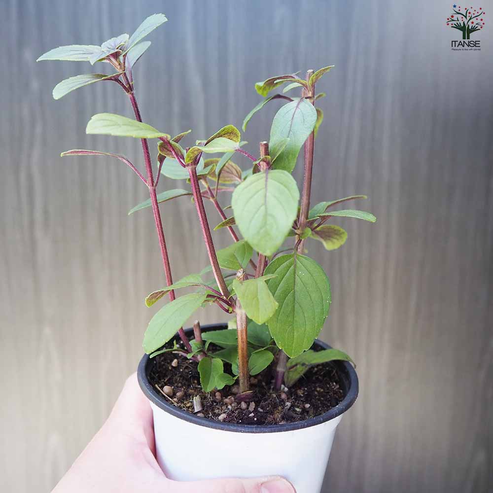 バジル マジックマウンテン 2個～【ハーブの苗 10.5cm鉢】