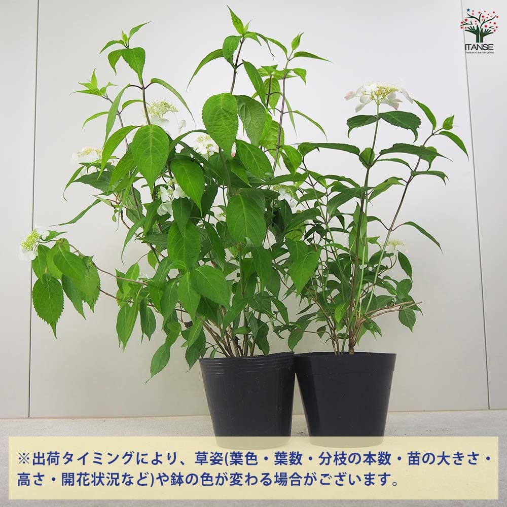 ヤマアジサイ 紅 大 【花木苗 5号ポット／1個売り】｜ 【植物の