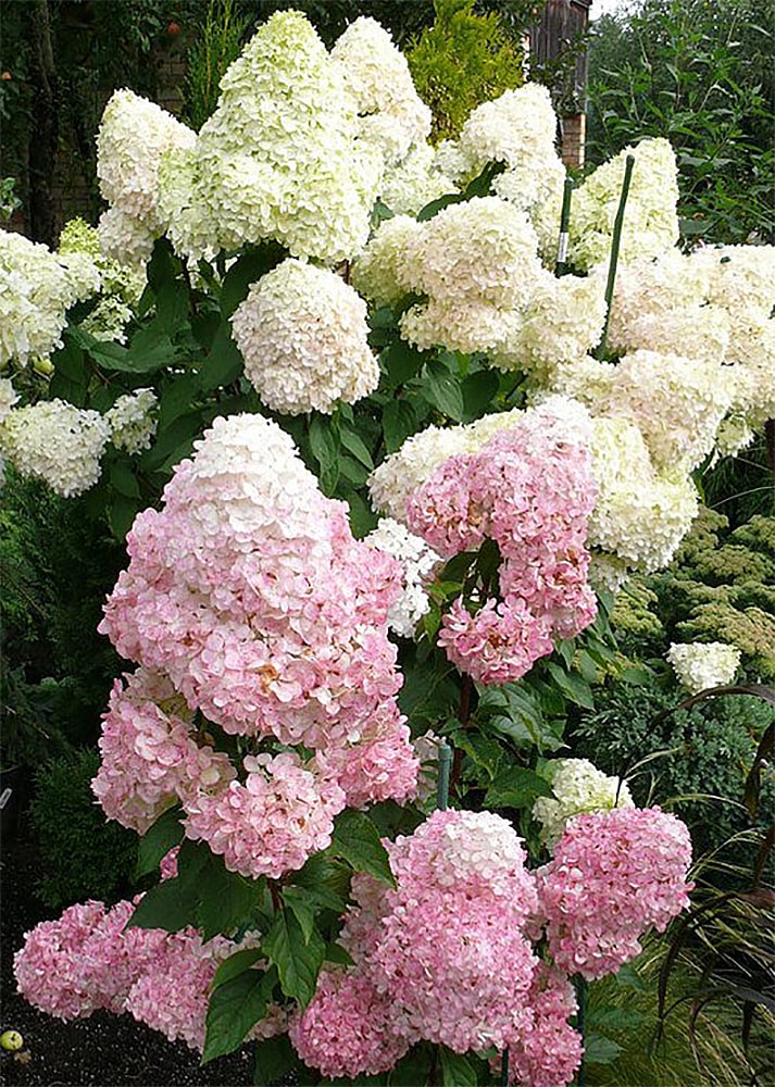 ホワイトからピンクへのサンデーフレーズ 紫陽花苗木 特大株