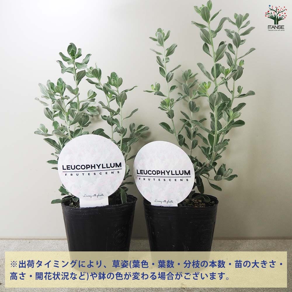 レウコフィルム フルテスケンス 【花木苗 3号ポット】｜ 【植物の