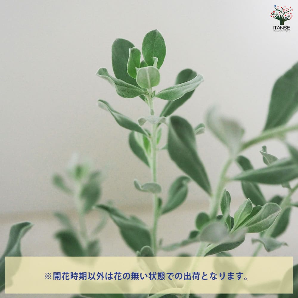 ビッキさん確認用レウコフィルム レウコフィルム フルテスケンス 【花木苗 3号ポット】｜ 【植物