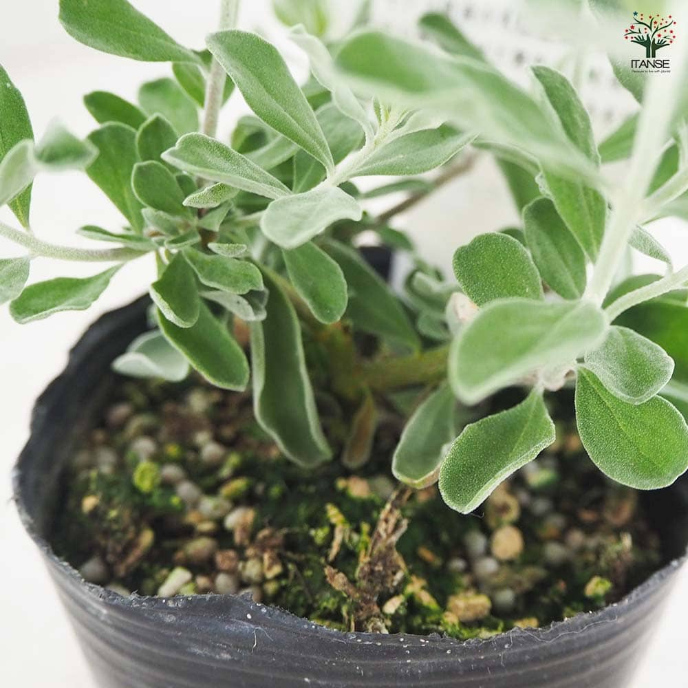 レウコフィルム フルテスケンス 【花木苗 3号ポット】｜ 【植物の