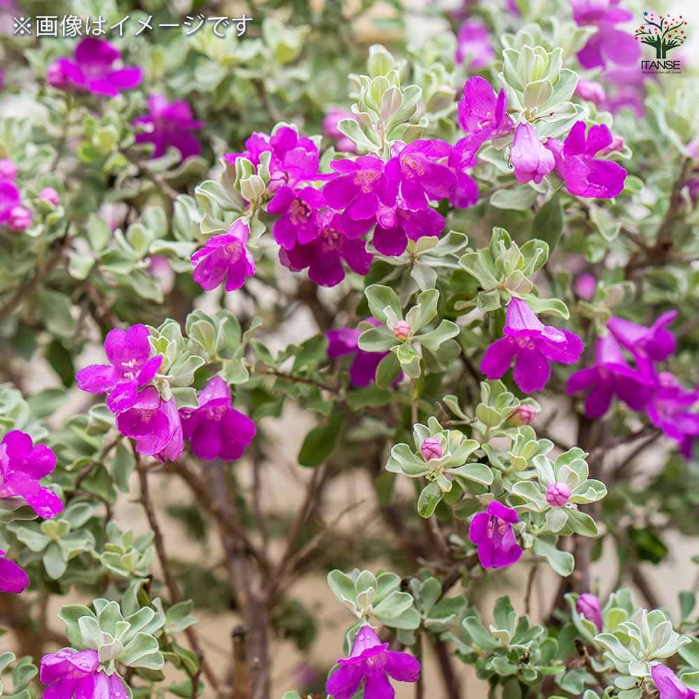 レウコフィルム　/ 605 レウコフィルム / 605