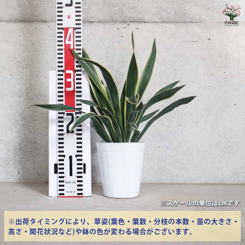 ユッカ グロリオーサ バリエガータ 【観葉植物 ／1個売り】