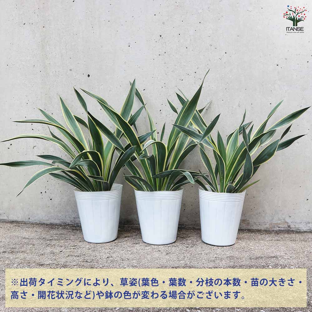 専用ページです。ユッカ アリゾニカ バリダ抜き苗 （ユッカ