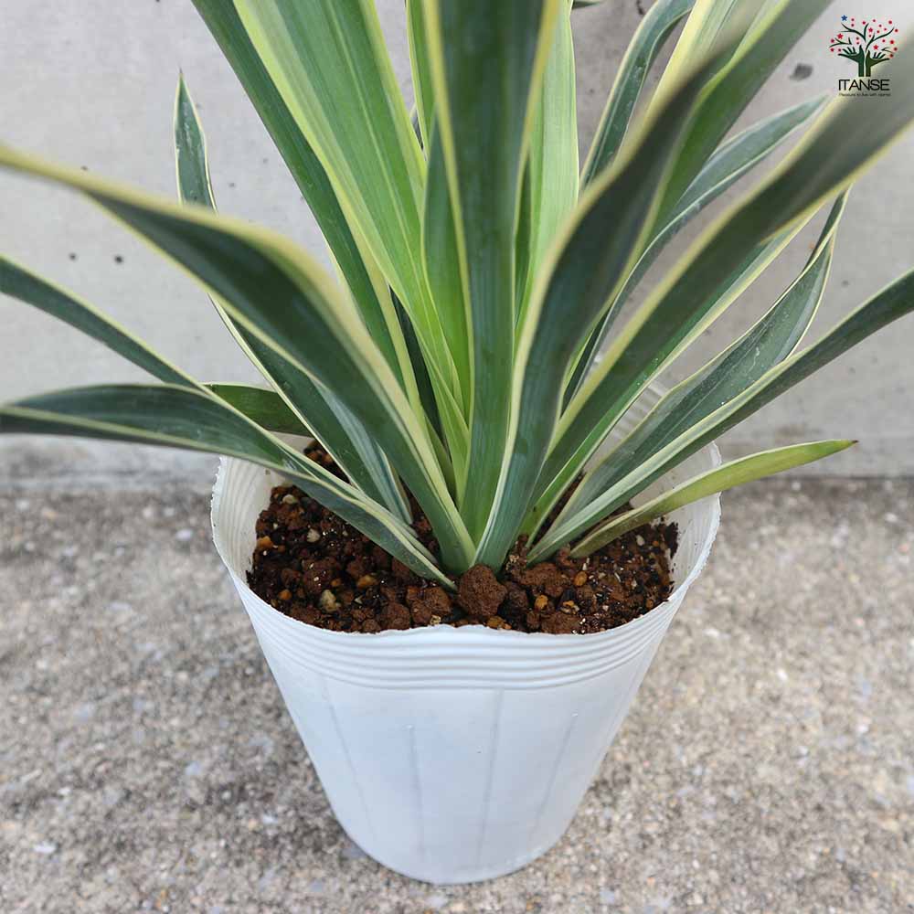 ユッカ・グロリオサ ・バリエガータ 特大株 150cm❗幅100cm❗10号鉢