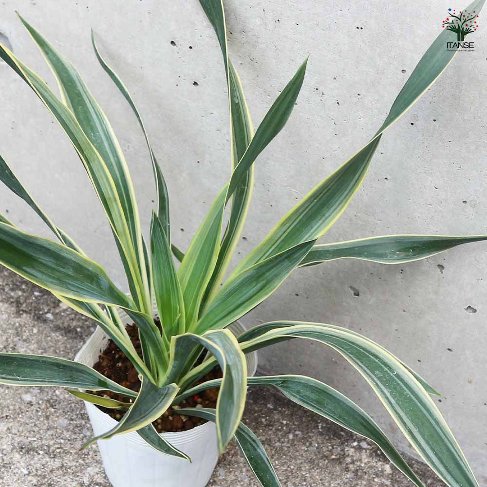ユッカ グロリオーサ バリエガータ 【観葉植物 ／1個売り】