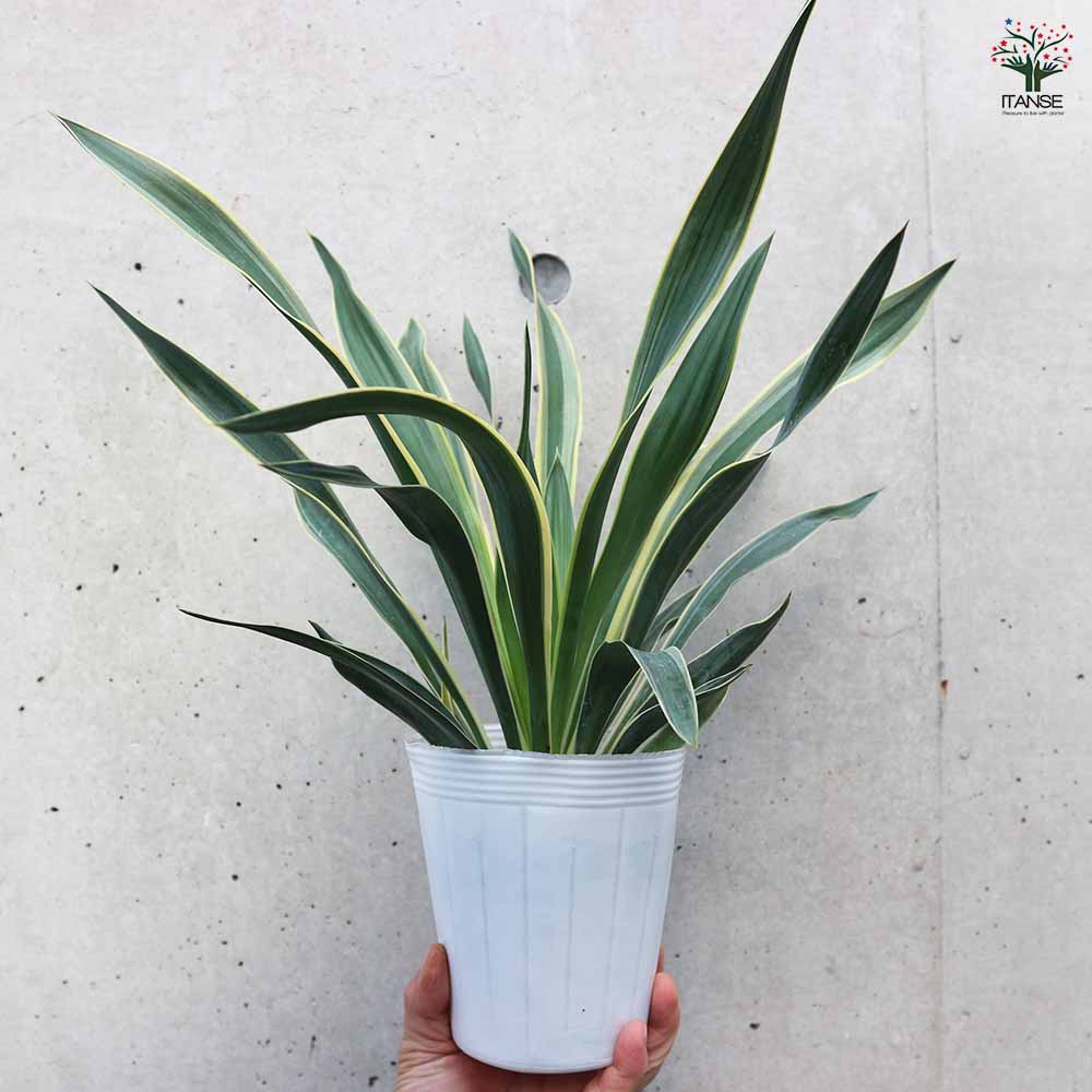 極太大株 グロリオサ バリエガータ ユッカ 観葉植物 10号 ユッカ