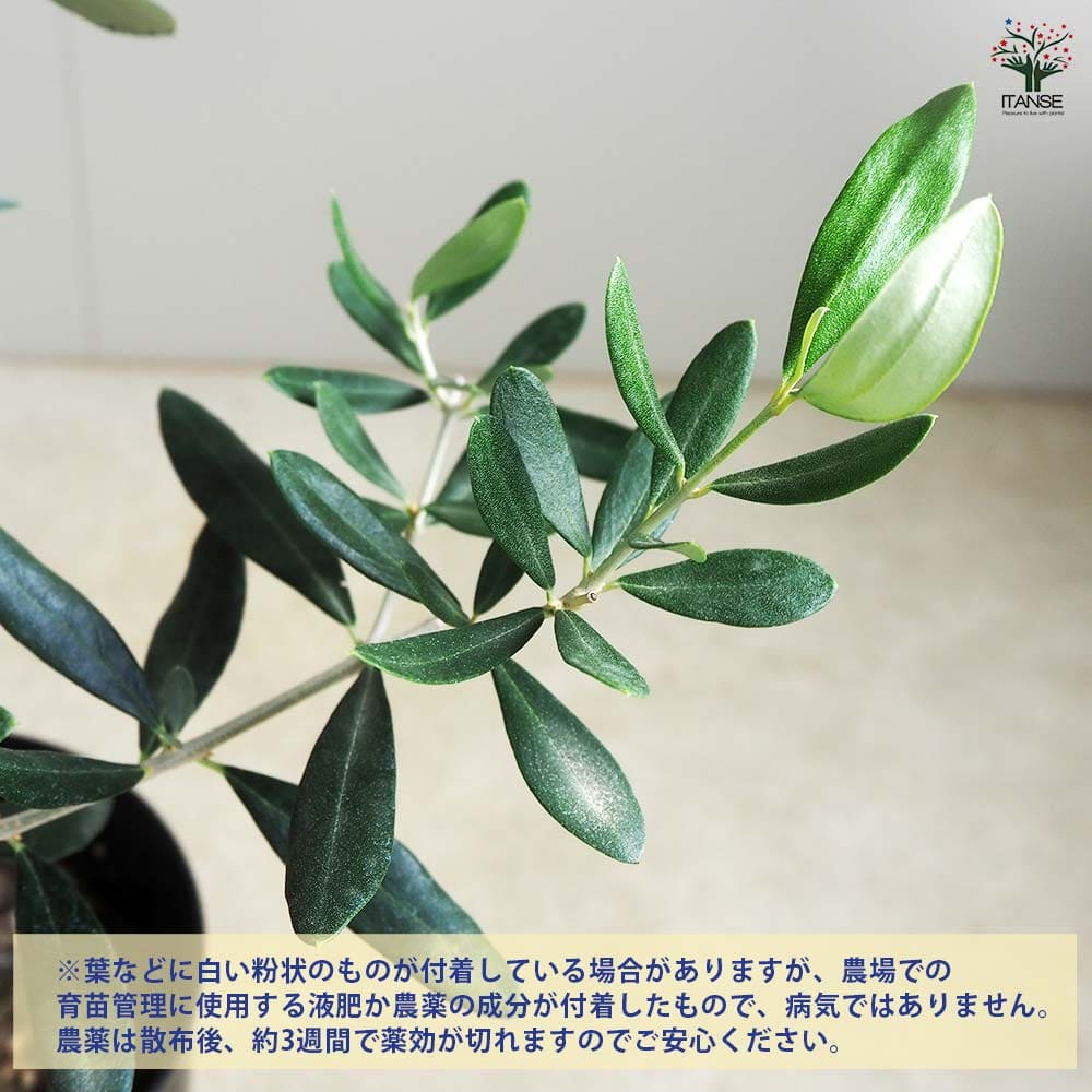 オリーブ コレッジョラ 【果樹の苗木 5号／1個売り】｜ 【植物の
