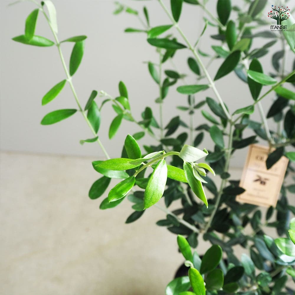 オリーブ コレッジョラ 【果樹の苗木 5号／1個売り】｜ 【植物の