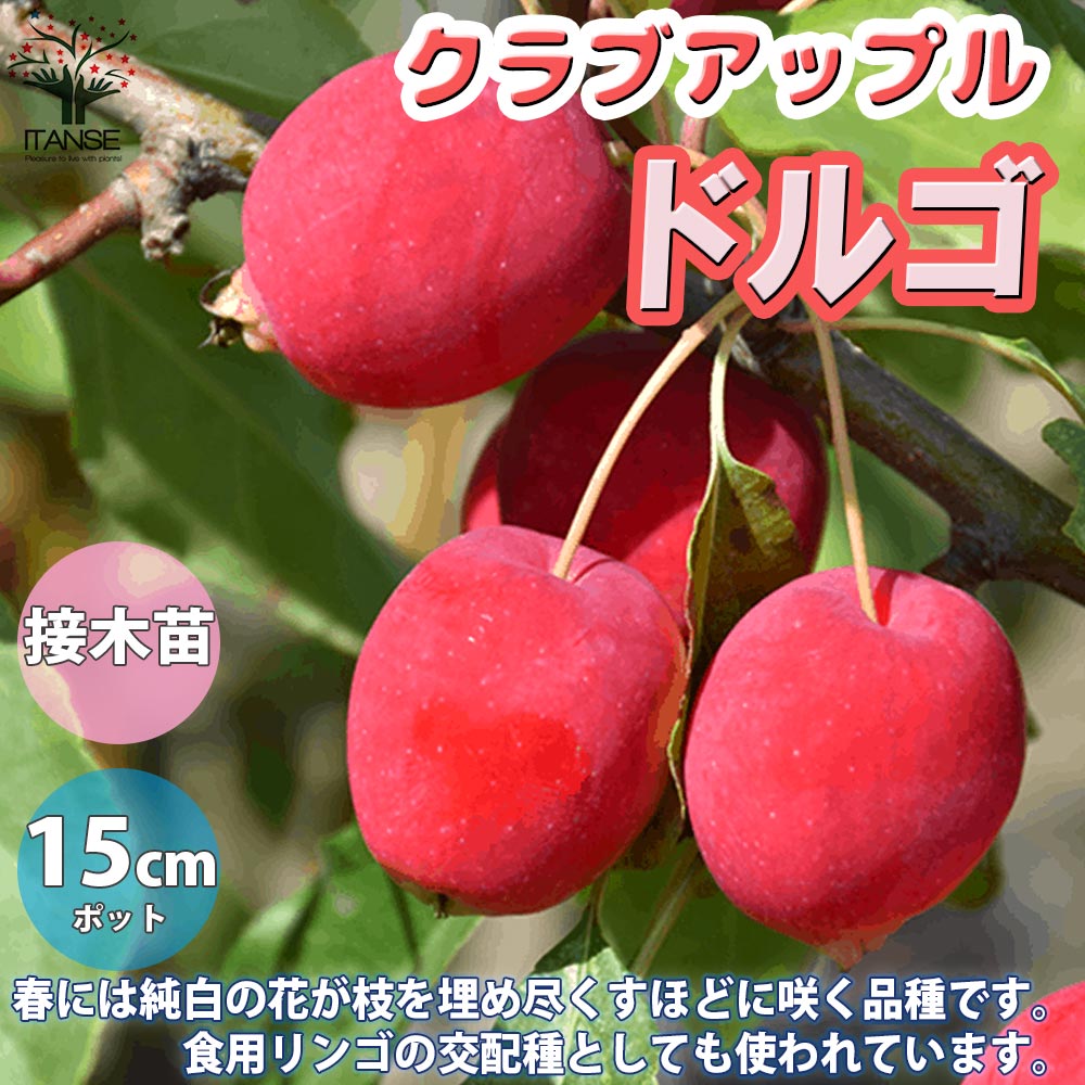 ドルゴクラブリンゴ　10キロ ドルゴ クラブアップル【庭木 5号接木苗 接木苗／1個売り】｜ 【植物の