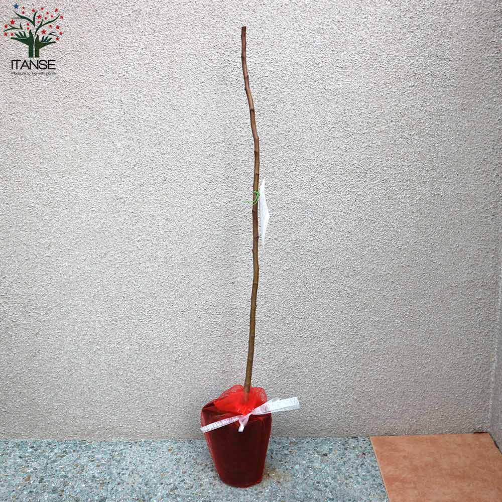 ドルゴ クラブアップル【庭木 5号接木苗 接木苗／1個売り】｜ 【植物の