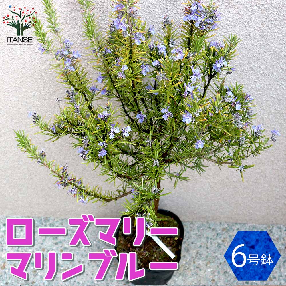ローズマリー マリンブルー【ハーブの苗 6号鉢／1個売り】