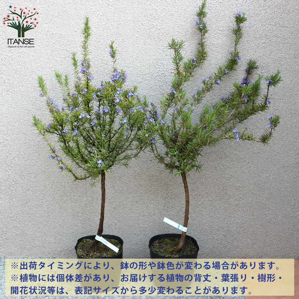 ローズマリー マリンブルー【ハーブの苗 6号鉢／1個売り】