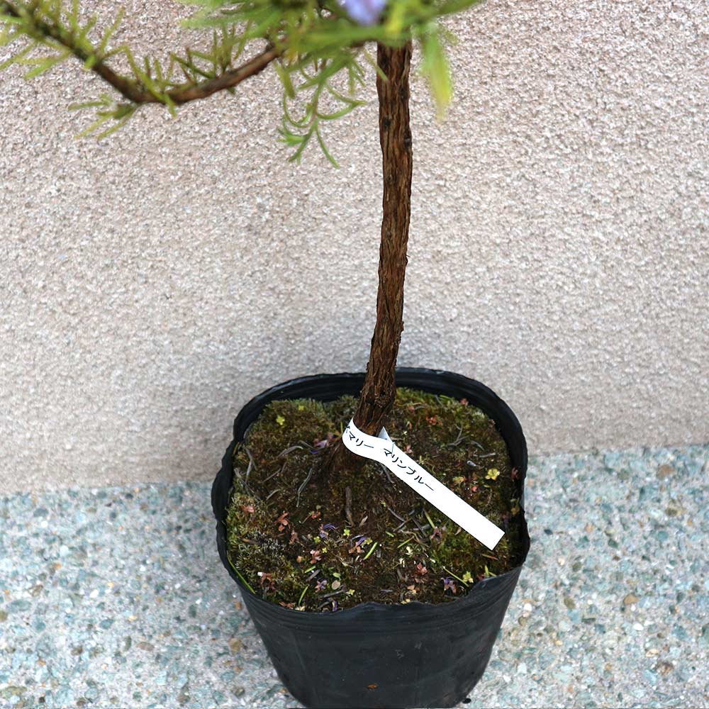 ローズマリー マリンブルー【ハーブの苗 6号鉢／1個売り】