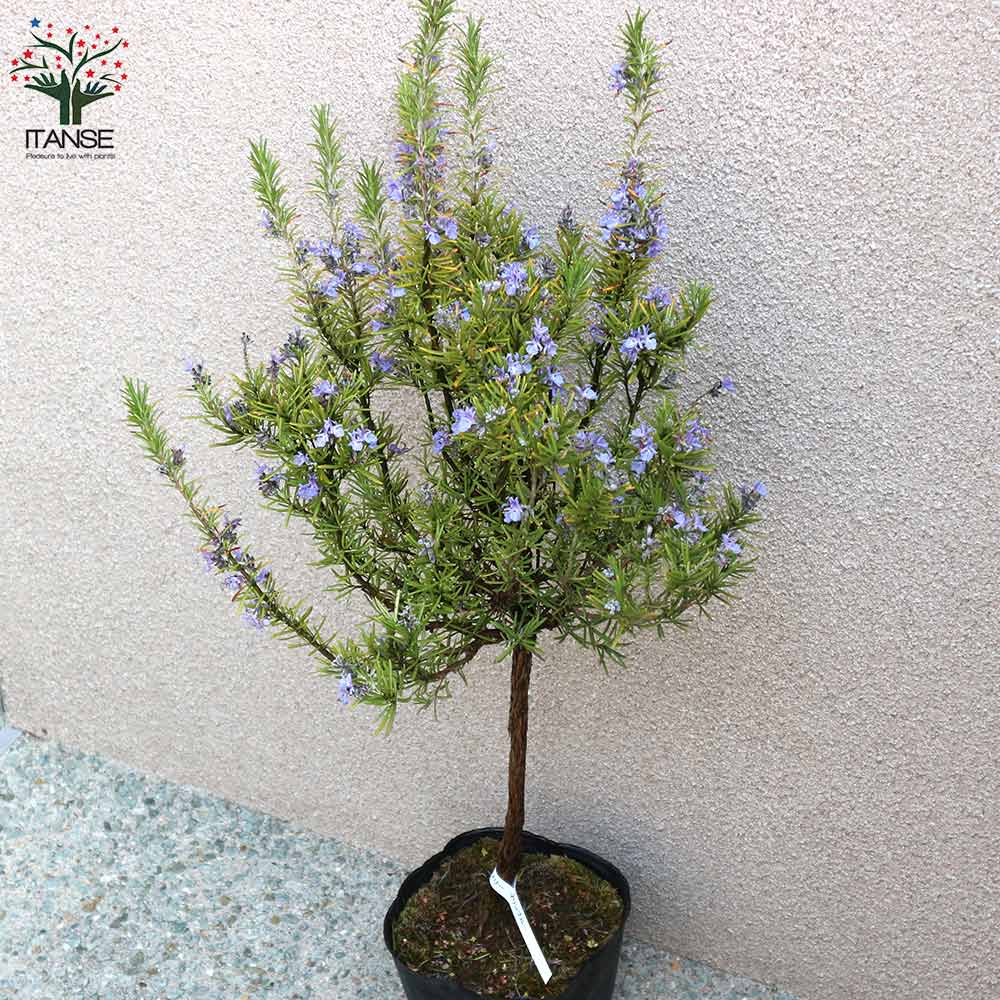 Itanse良品セレクト通販 Itanse良品セレクト通販