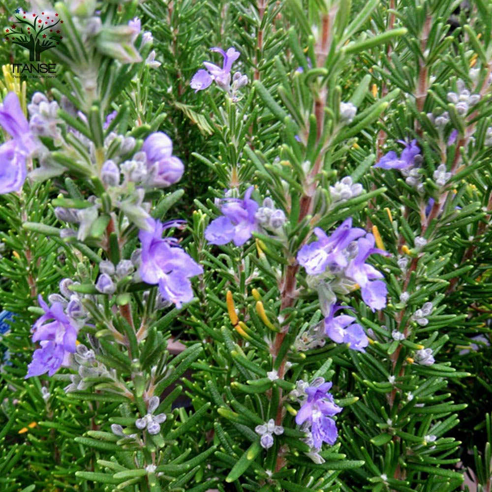 Itanse良品ｾﾚｸﾄ通販