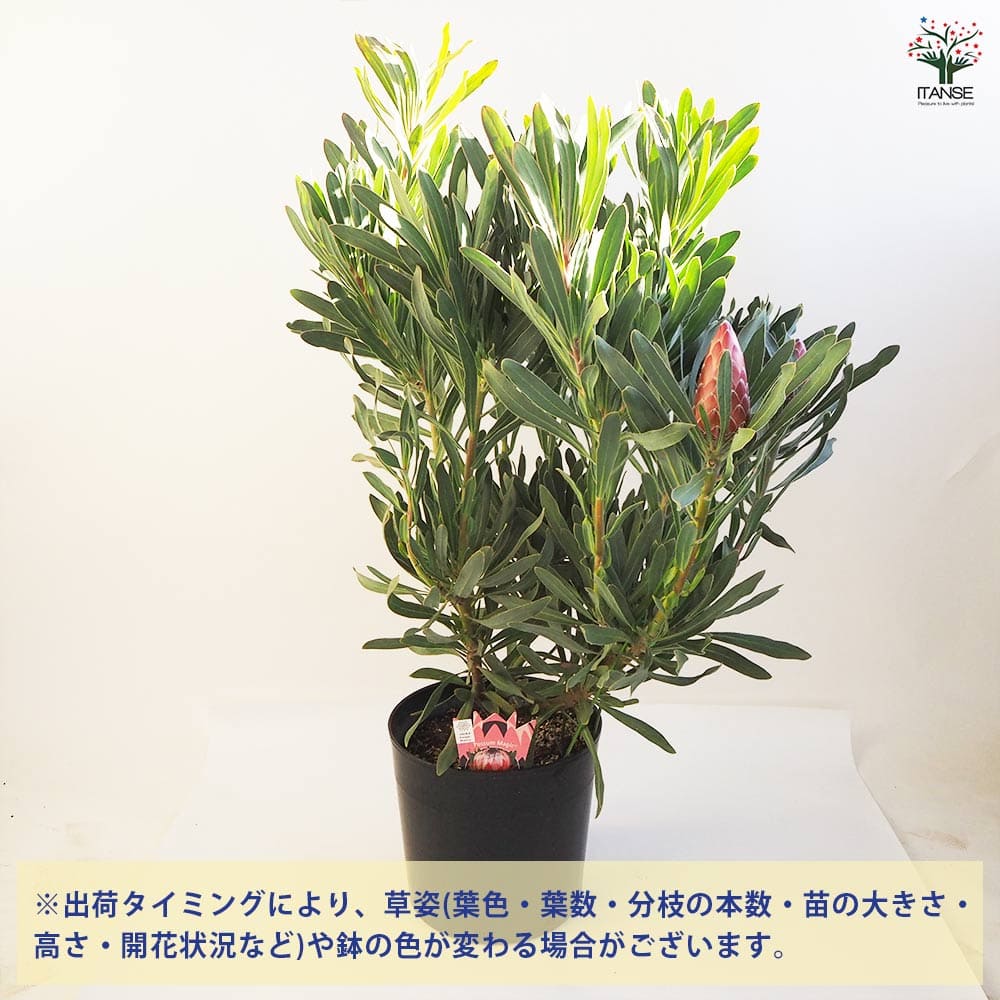 プロテア ポッサムマジック大苗 【花木苗 9号鉢／1個売り】｜ 【植物の