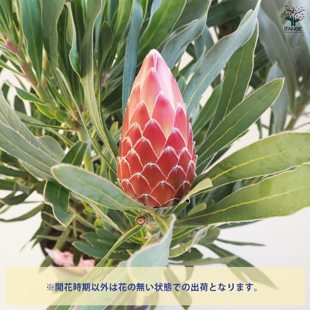 プロテア ポッサムマジック大苗 【花木苗 9号鉢／1個売り】｜ 【植物の